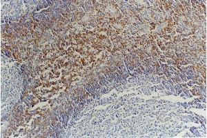 Immunohistochemistry of paraffin-embedded sections (tonsil) Immunohistochemistry staining of tonsil (paraffin-embedded sections) with anti-CD45RB (MEM-55). (CD45RB antibody  (FITC))