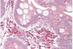 Anti-USP7 antibody IHC staining of human small intestine. (USP7 antibody  (AA 1050-1100))