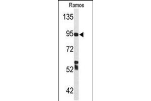 Western blot analysis of C7 Antibody in Ramos cell line lysates (35ug/lane)