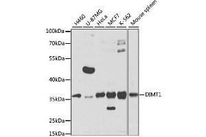 Western blot analysis of extracts of various cell lines, using DIMT1 antibody (ABIN2562220) at 1:1000 dilution. (DIMT1 antibody)