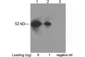 Lane 1-2: S-tag fusion protein in CHO cell lysate (~52kD) Lane 3: Negative CHO cell lysate Primary antibody: 1 µg/mL Rabbit Anti-S-tag Polyclonal Antibody (ABIN398447) Secondary antibody: Goat Anti-Rabbit IgG (H&L) [HRP] Polyclonal Antibody (ABIN398323, 1: 10,000) The signal was developed with LumiSensorTM HRP Substrate Kit (ABIN769939) (S-Tag antibody)