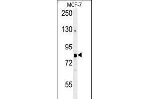OXR1 Antibody (Center) (ABIN653547 and ABIN2842931) western blot analysis in MCF-7 cell line lysates (35 μg/lane).
