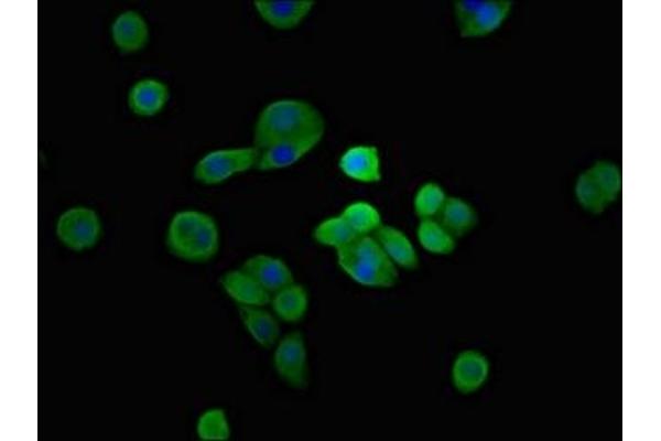 SH3TC2 antibody  (AA 188-427)