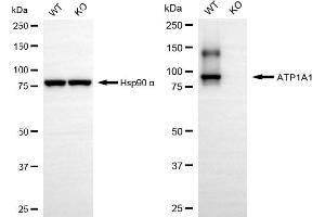 Western blotting analysis using ATP1A1 antibody (ABIN7800384).