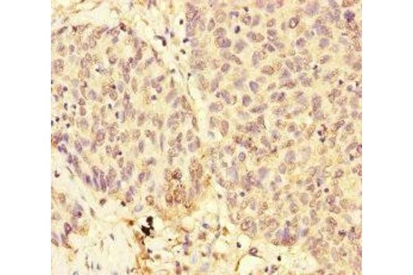 USP28 antibody  (AA 430-580)