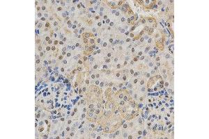 Immunohistochemistry (IHC) image for anti-RNA Binding Protein, Fox-1 Homolog 3 (RBFOX3) (AA 1-220) antibody (ABIN1513254)