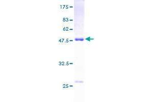 DUSP13 Protein (AA 1-198) (GST tag)