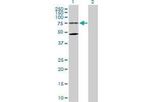 WRAP53 antibody  (AA 1-548)