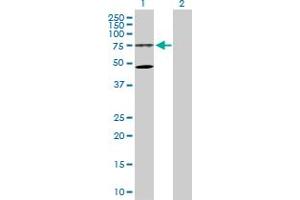 Western Blot analysis of WDR79 expression in transfected 293T cell line by WDR79 MaxPab polyclonal antibody.