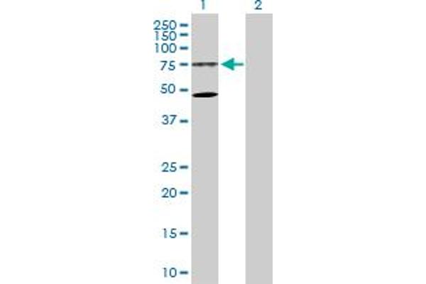 WRAP53 antibody  (AA 1-548)