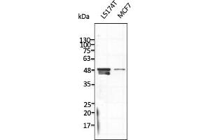 Western Blotting (WB) image for anti-Tubulin, beta (TUBB) (C-Term) antibody (ABIN7272982) (TUBB antibody  (C-Term))