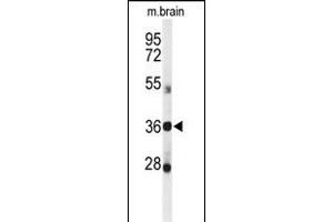 Western blot analysis of DDO Antibody (Center) (ABIN650991 and ABIN2840026) in mouse brain tissue lysates (35 μg/lane).