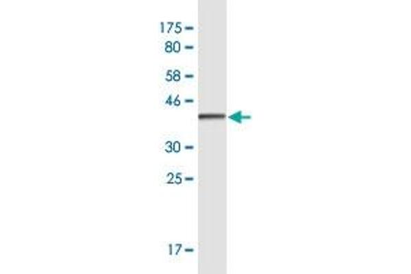 CUX2 antibody  (AA 121-220)