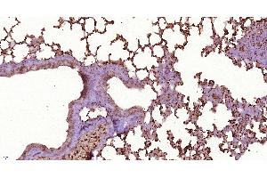 Paraformaldehyde-fixed, paraffin embedded Mouse lung, Antigen retrieval by boiling in sodium citrate buffer (pH6. (OAS2 antibody  (AA 401-500))