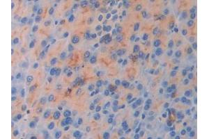 IHC-P analysis of Mouse Pancreas Tissue, with DAB staining.