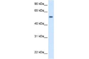 WB Suggested Anti-exd Antibody Titration:  5. (EXD (C-Term) antibody)