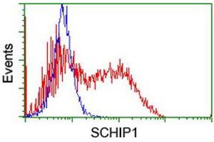 HEK293T cells transfected with either RC206269 overexpress plasmid (Red) or empty vector control plasmid (Blue) were immunostained by anti-SCHIP1 antibody (ABIN2455665), and then analyzed by flow cytometry. (SCHIP1 antibody)