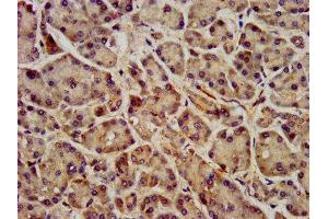 IHC image of ABIN7153159 diluted at 1:400 and staining in paraffin-embedded human pancreatic tissue performed on a Leica BondTM system. (FFAR1 antibody  (AA 143-178))