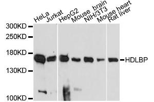 Western blot analysis of extracts of various cell lines, using HDLBP antibody.