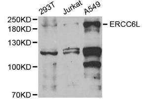 Western blot analysis of extracts of various cell lines, using ERCC6L antibody (ABIN6134675, ABIN6140273, ABIN6140275 and ABIN6221741) at 1:1000 dilution. (ERCC6L antibody  (AA 300-400))