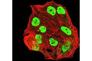 Immunofluorescence analysis of Hela cells using ESR1 mouse mAb (green). (Estrogen Receptor alpha antibody  (AA 2-185))