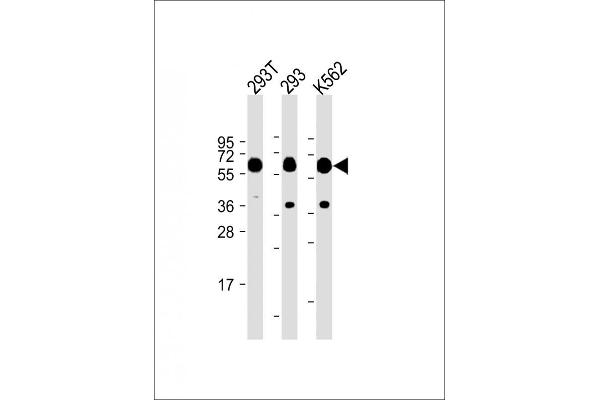 SETD8 antibody  (N-Term)