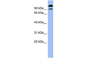 WB Suggested Anti-SCYL3  Antibody Titration: 0. (SCYL3 antibody  (N-Term))