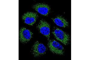 Confocal immunofluorescent analysis of GSR Antibody (C-term) (ABIN655985 and ABIN2845369) with NCI- cell followed by Alexa Fluor 488-conjugated goat anti-rabbit lgG (green). (Glutathione Reductase antibody  (C-Term))