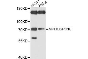 Western blot analysis of extracts of various cell lines, using MPHOSPH10 antibody (ABIN4904408) at 1:1000 dilution. (MPHOSPH10 antibody)