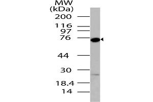 Image no. 1 for anti-DEAD Box Protein 4 (DDX4) (AA 500-724) antibody (ABIN5027140)