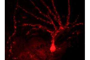Indirect immunostaining of rat hippocampus neurons (dilution 1 : 500) (Slc30a3 antibody  (AA 2-75))