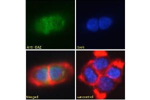 ABIN308409 Immunofluorescence analysis of paraformaldehyde fixed A431 cells, permeabilized with 0. (Znf423 antibody  (N-Term))