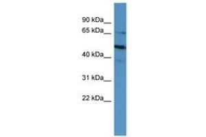Image no. 1 for anti-POU Class 6 Homeobox 2 (POU6F2) (AA 604-653) antibody (ABIN6746159) (POU6F2 antibody  (AA 604-653))