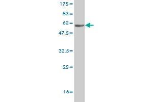 Western Blot detection against Immunogen (62. (NDE1 antibody  (AA 1-335))