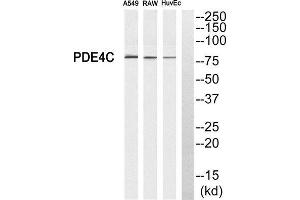 Western Blotting (WB) image for anti-phosphodiesterase 4C, CAMP-Specific (PDE4C) (Internal Region) antibody (ABIN1850976)