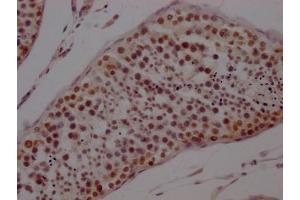 IHC image of ABIN7127781 diluted at 1:100 and staining in paraffin-embedded human testis tissue performed on a Leica BondTM system. (Recombinant PTBP1 antibody)