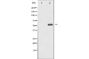 Western blot analysis of Chk1 expression in Raw264. (CHEK1 antibody)