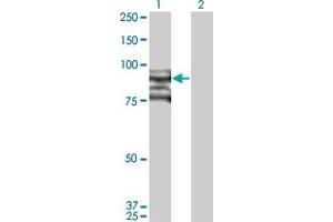 Western Blot analysis of TOP3B expression in transfected 293T cell line by TOP3B monoclonal antibody (M03), clone 1H8.