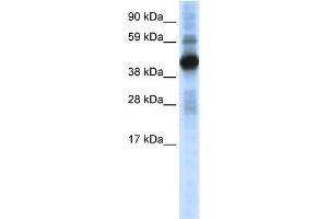 WB Suggested Anti-CREB1 Antibody Titration:  0. (CREB1 antibody  (N-Term))