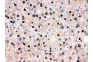 IHC testing of frozen mouse liver tissue with RBBP4 antibody. (RBBP4 / RbAp48 / NURF55 antibody)