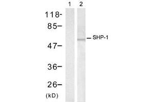 Western blot analysis of extracts from Raw264. (SHP1 antibody)