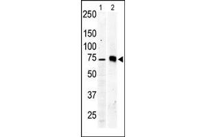 The anti-PKC beta2 Pab is used in Western blot to detect PKC beta2 in Jurkat cell lysate (lane 1) and mouse brain tissue lysate (lane 2).
