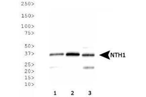 Image no. 3 for anti-Nth Endonuclease III-Like 1 (NTHL1) antibody (ABIN363381) (Nth Endonuclease III-Like 1 (NTHL1) antibody)