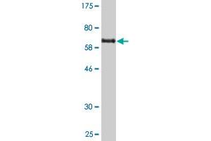 Western Blot detection against Immunogen (74. (PDIA6 antibody)