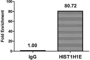 Chromatin Immunoprecipitation Hela (4*10 6 , treated with 30 mM sodium butyrate for 4h) were treated with Micrococcal Nuclease, sonicated, and immunoprecipitated with 8 μg anti-HIST1H1E (ABIN7139163) or a control normal rabbit IgG.