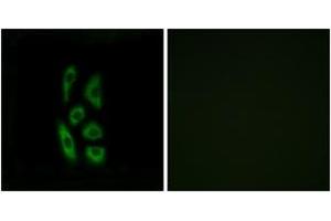 Immunofluorescence analysis of A549 cells, using ACOT12 Antibody. (ACOT12 antibody  (AA 281-330))