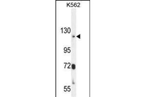 ATP8A2 Antibody (N-term) (ABIN654888 and ABIN2844540) western blot analysis in K562 cell line lysates (35 μg/lane). (ATP8A2 antibody  (N-Term))