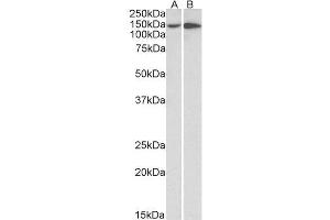 ABIN5539494 (0. (Integrin alpha 1 antibody  (Internal Region))