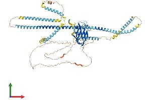 AlphaFold protein structure predicition of Human Recombinant SUN2 Protein, UniprotID Q9UH99