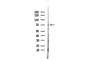 Western blot analysis of lysates from RAW264.